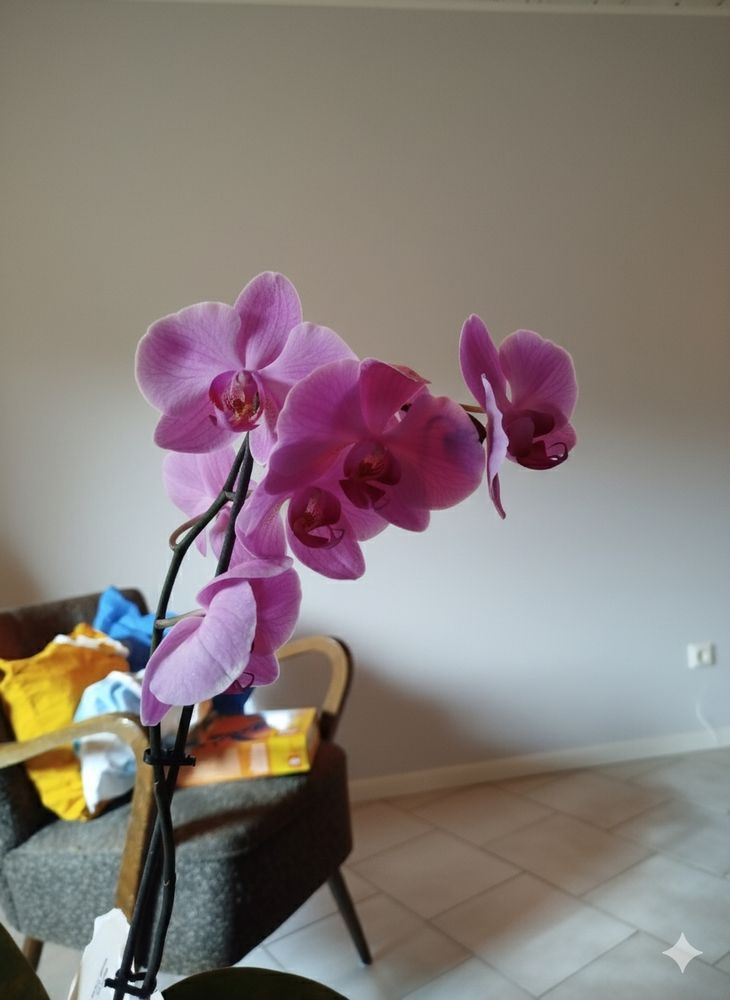 Mehrere rosa Blüten einer Orchidee vor einem Sessel und einem grauen Hintergrund.