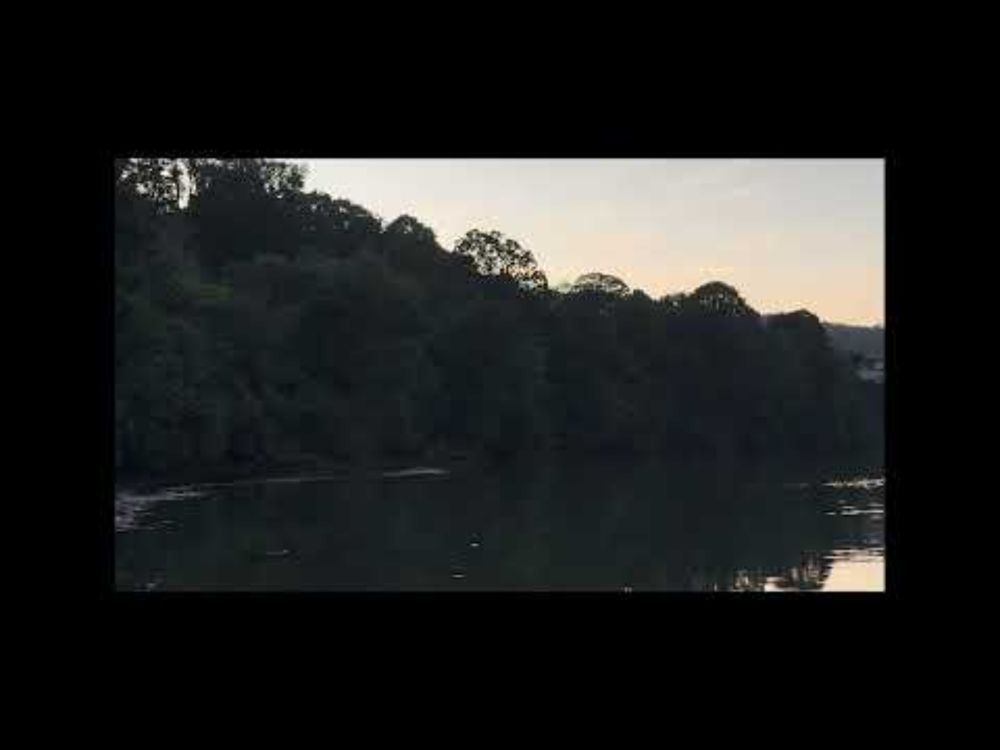 Racing Swans on the Teifi | A reading from Love Letters on the River by Carly Holmes