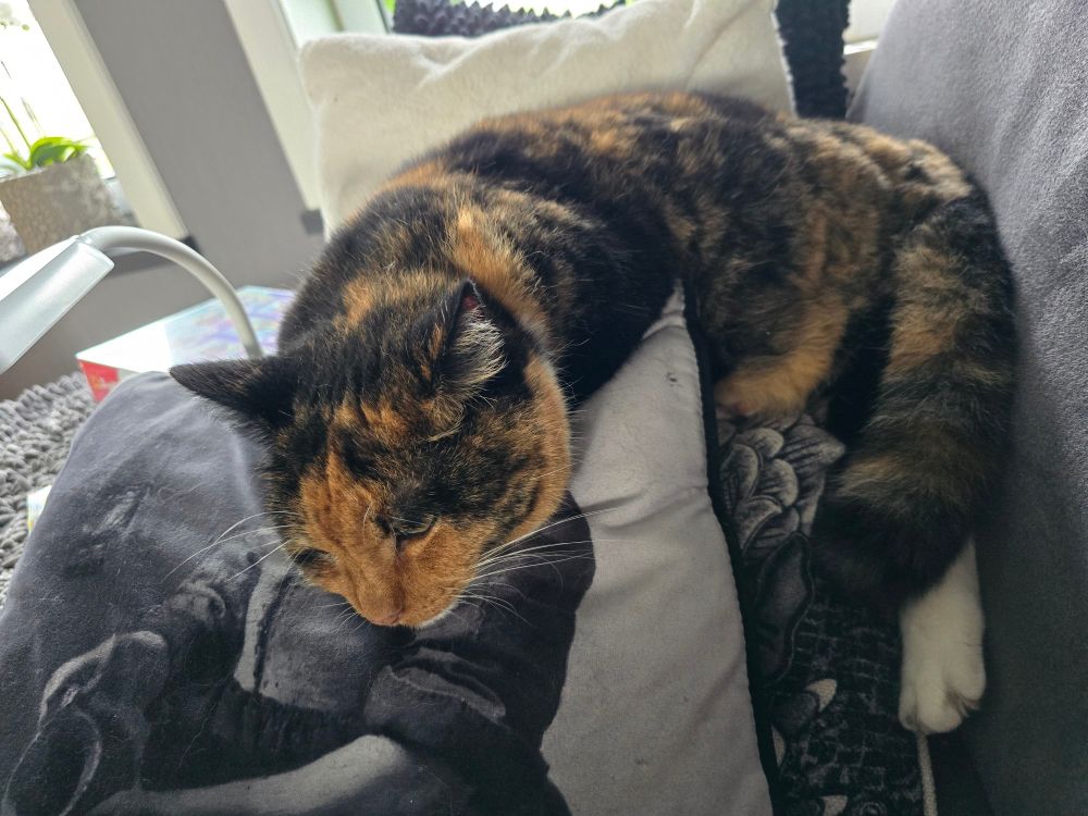 My cat Sherry, the same scene from the first photo, seen from a different angle, showing she's laying partially on the edge of a pillow, as well as on a few other pillows