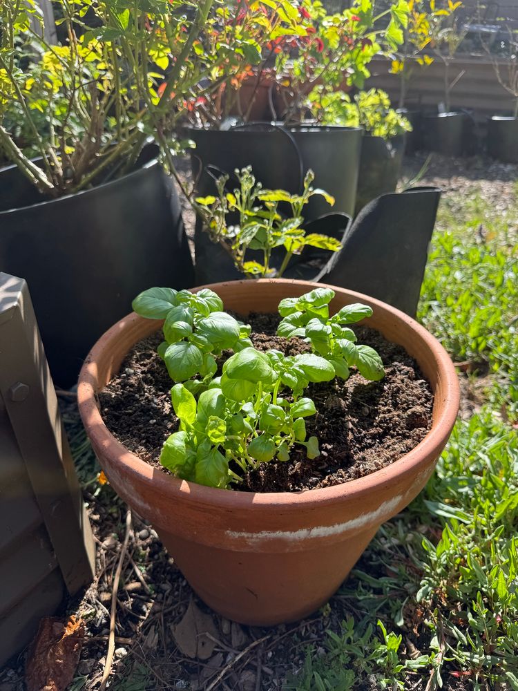 A picture of newly transplanted basil starts. They sit in fresh dirt in a medium-sized terracotta planter in the garden next to other larger black planters with roses that are just starting to put on leaves and a brown metal raised bed. 