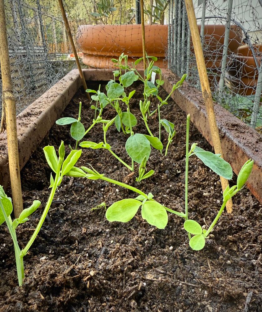 Picture of the seedlings I grew from the mutated sweet pea seeds. They’re a few weeks old and in a small garden bed outside. 