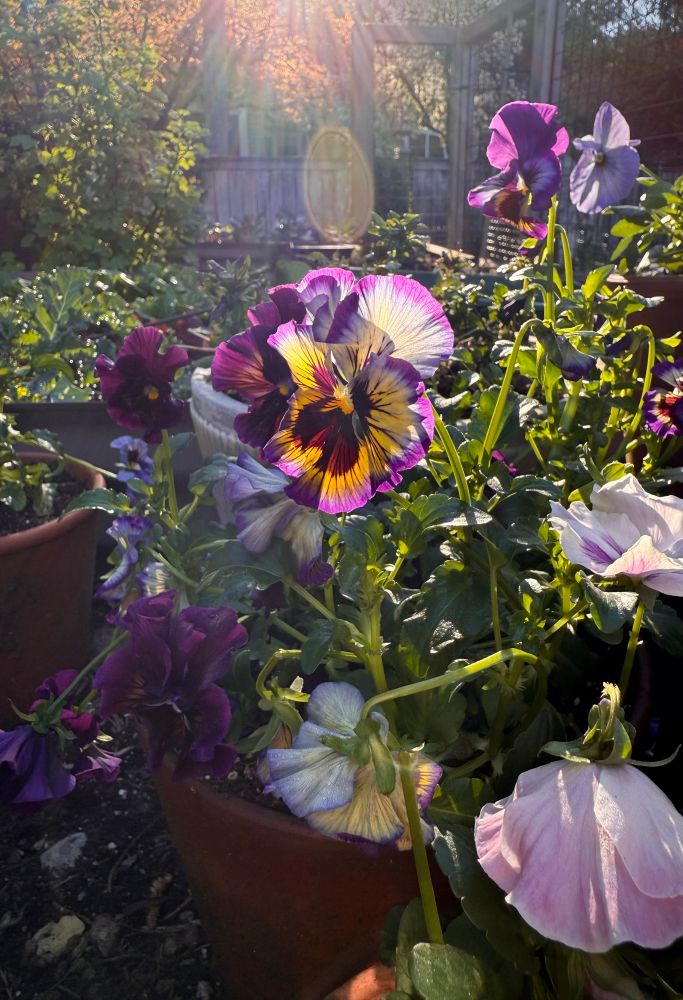 Picture of my garden where the morning sun back-lit pansies with various beautiful colors - purple ones with a yellow and black center while others are shades of lilac, pink and aubergine.  