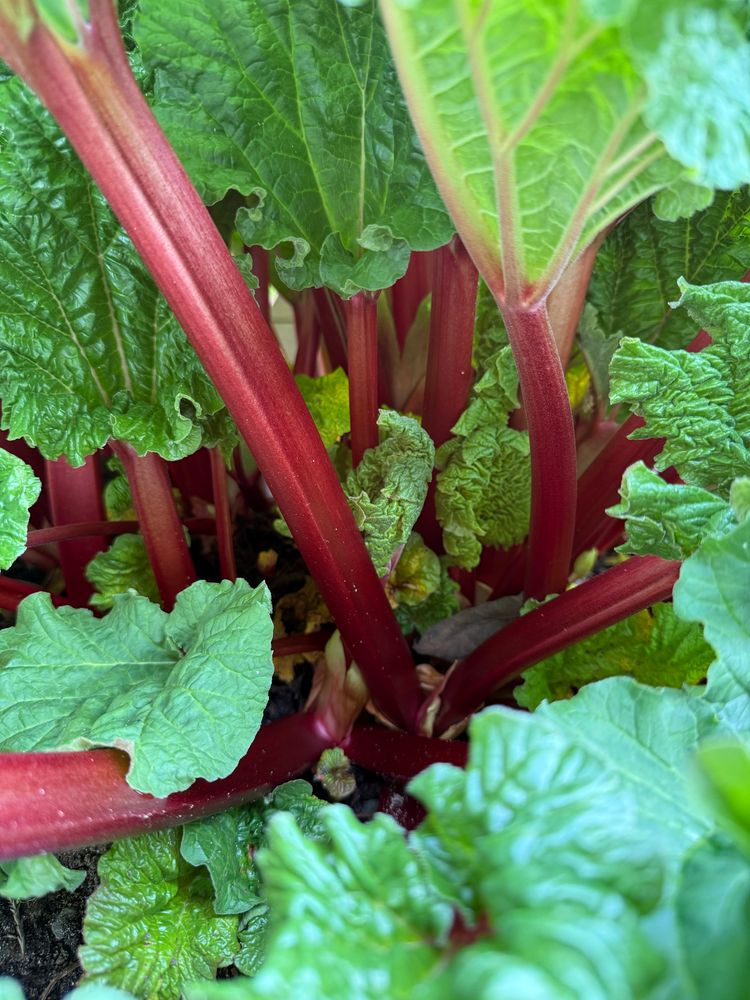 Close up photo of a rhubarb, highlighting the long red stalks amidst lush, large and verdant leaves. New leaves emerge near the base of the plant.