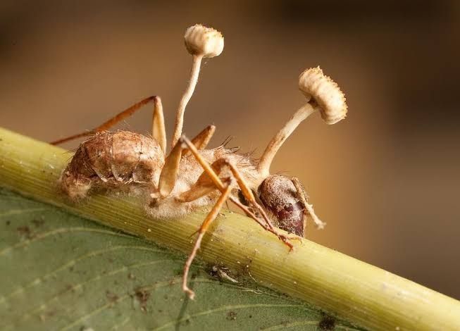 Ant infected with Ophiocordyceps unilateralis.