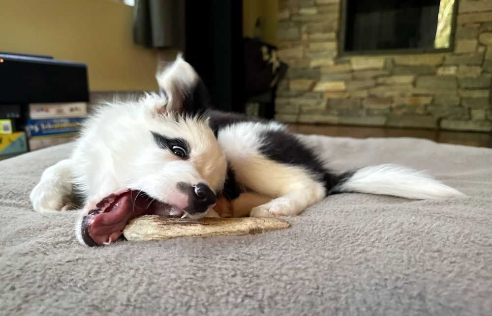 A photo of a small black and white border collie chomping enthusiastically on an antler. She looks decidedly gremlinish. 