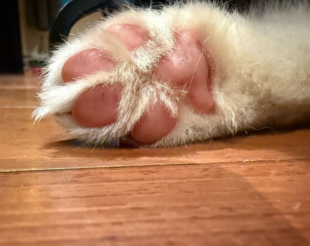 A close up photo of the underside of a white puppy paw. The little toe beans are new and pink, lacking calluses. They resemble a teddy bear 😆