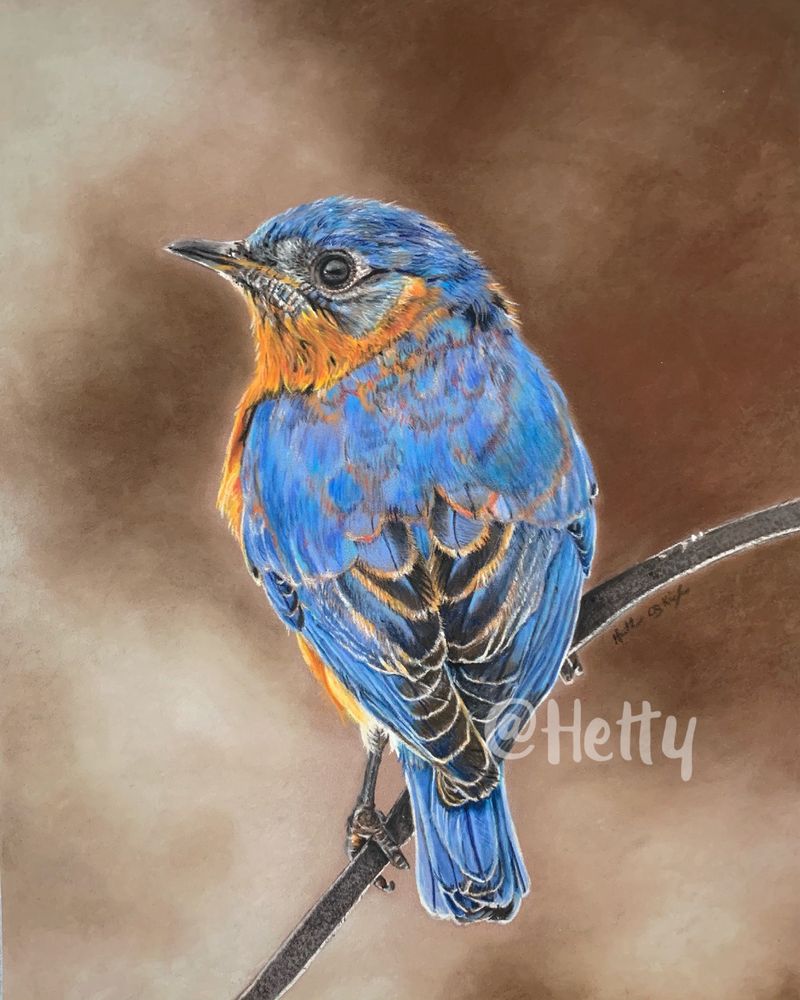 Pastel pencil drawing of a male bluebird sitting on a branch