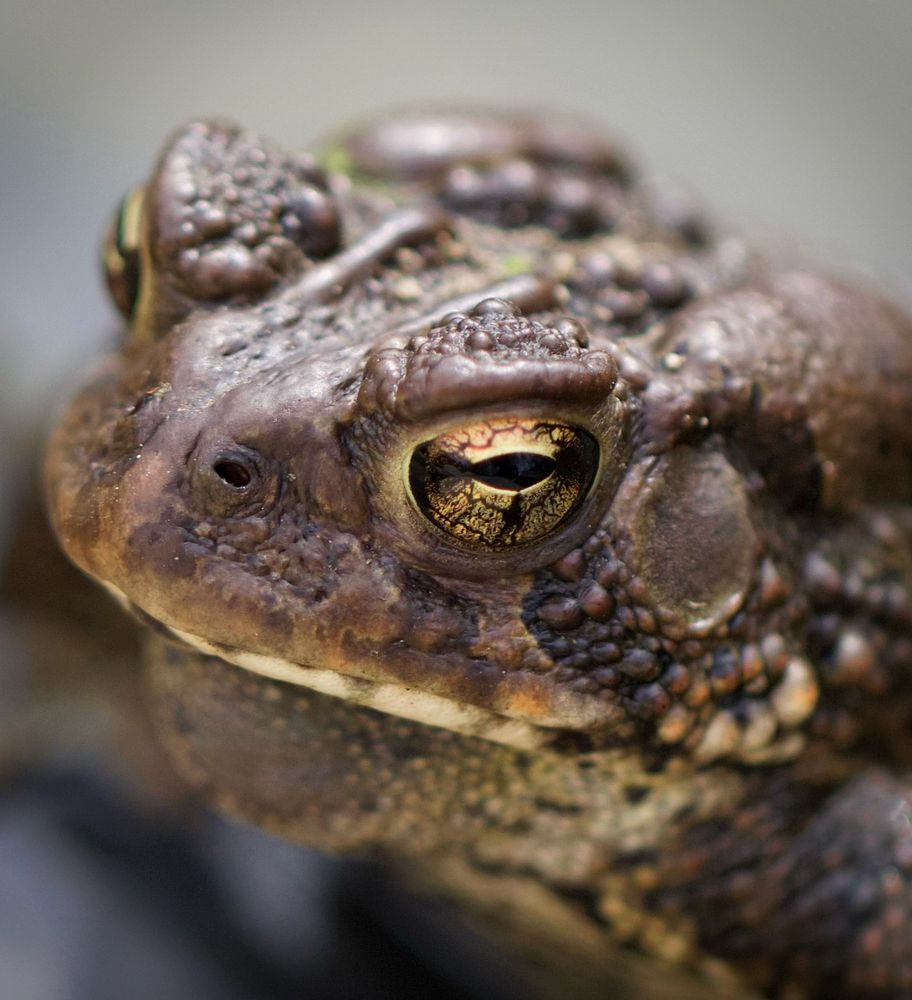 Close up photo of an American toad face. He has a warm brown face with a cream lower lip and throat. He is covered with little bumps. His eye is a gorgeous gold color. For a toad, he is very handsome. 