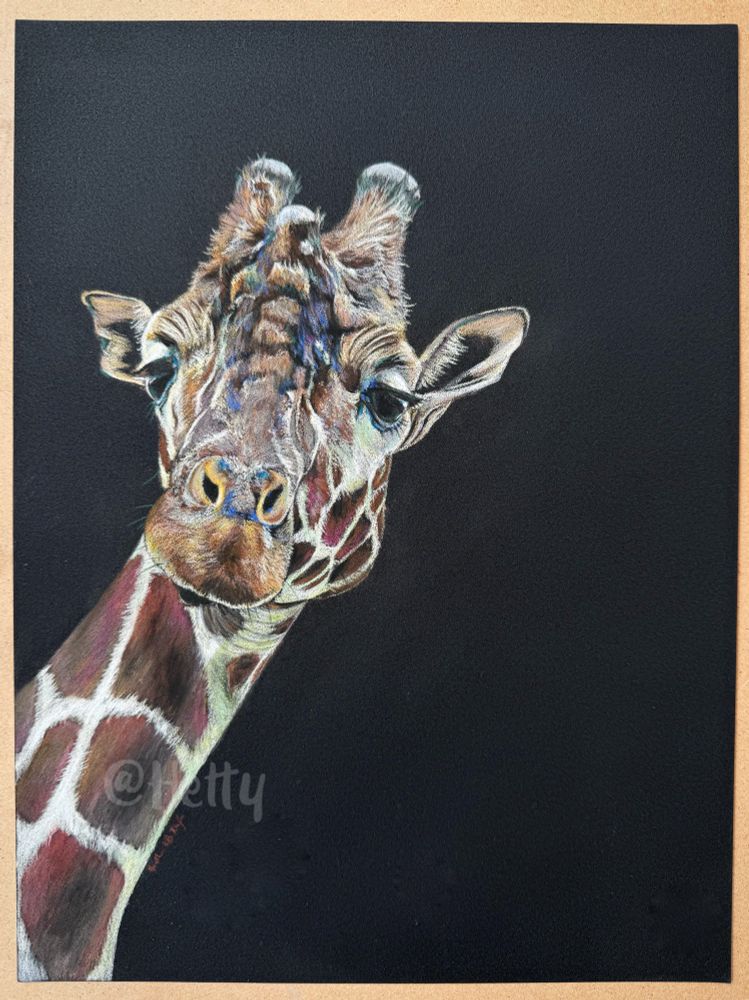 Pastel pencil drawing of a giraffe peeking into frame against a black background 