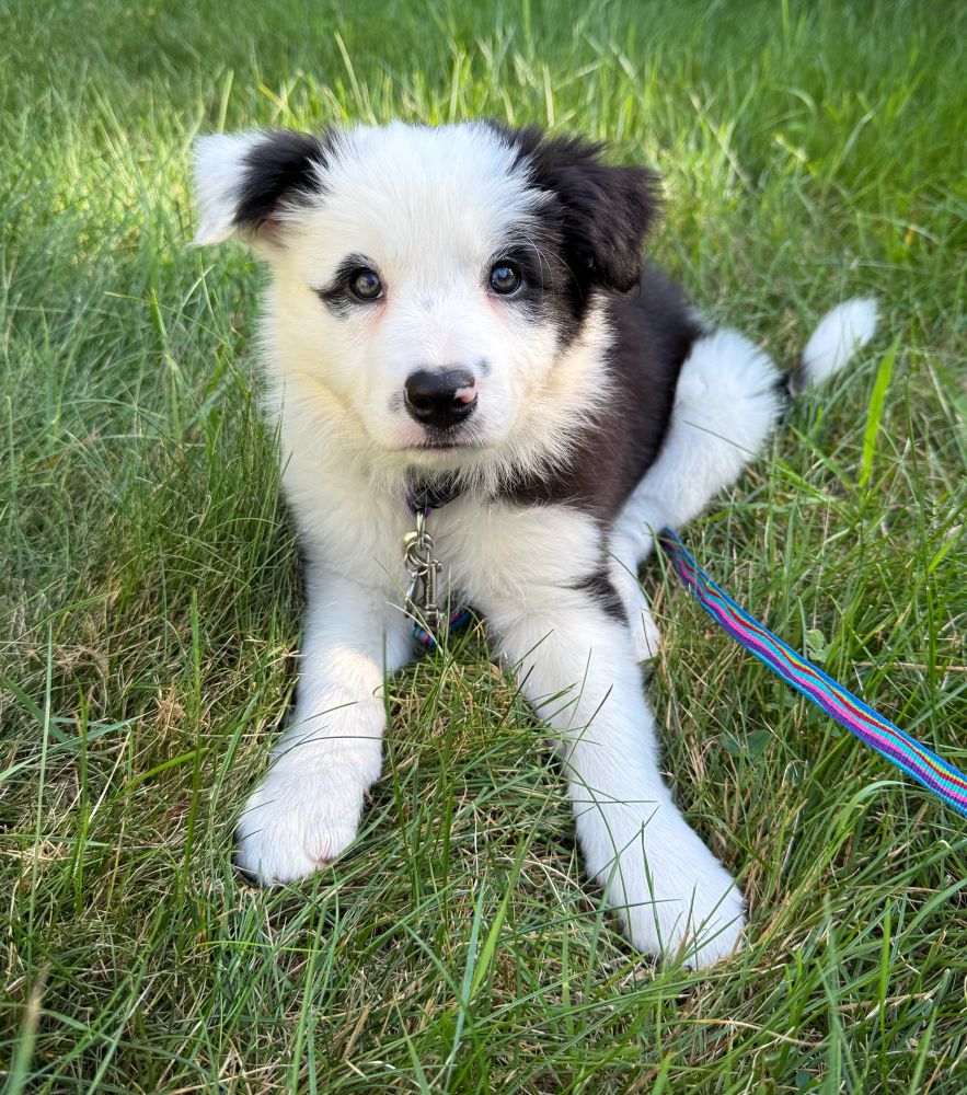 A photo of a 9 week old border collie sitting in grass. She is black and white, with a split face; it looks like she has cat eye makeup on her right eye and she has a white stripe on the outside of her right ear. She is the floofiest. 