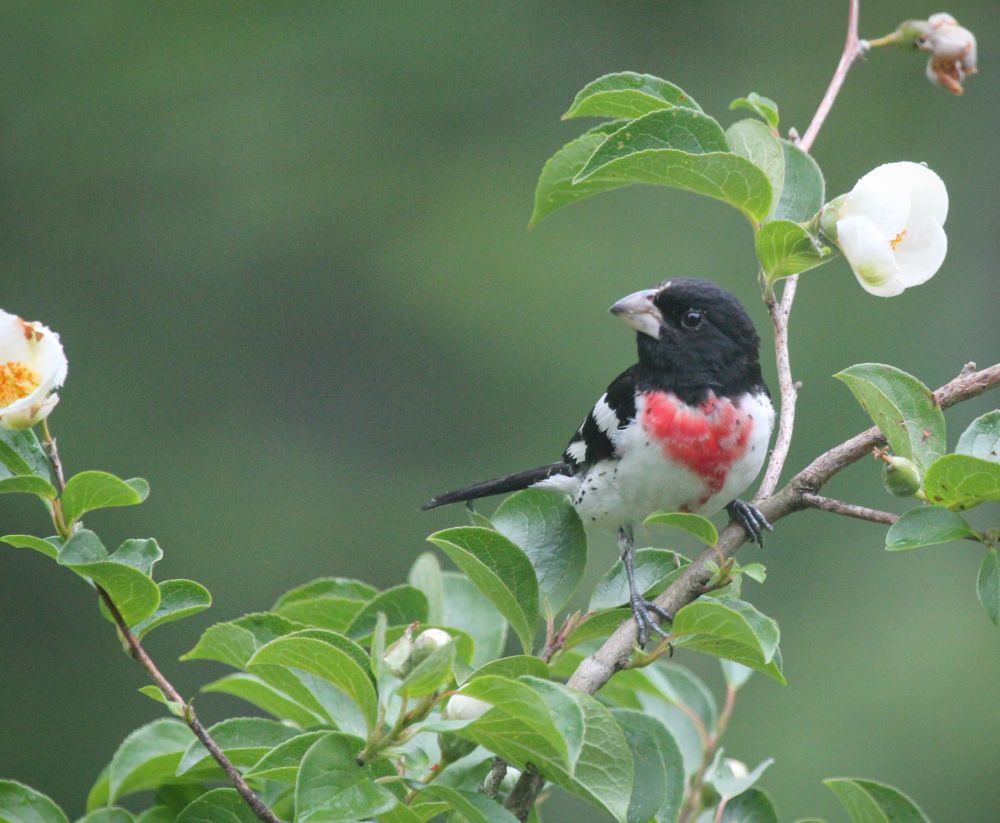 A male Rose Breasted Grosbeaks sits perched on a Stewartia tree branch in flower. Surrounded by bright green leaves and the occasional white blossom, he has a white chest with an emerging rose breast coming through, still speckled with white as he is a juvenile. He has a black head and large pinkish beak. 