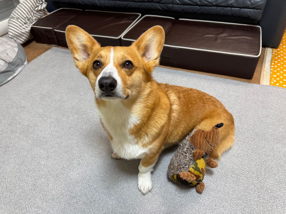 コーギーとハリネズミのぬいぐるみ