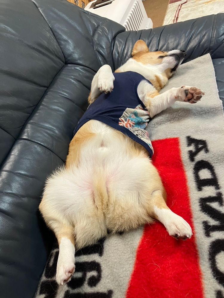 へそ天寝のコーギー