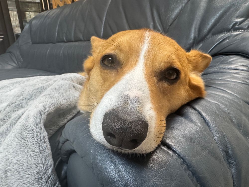 ソファの上で眠いコーギー