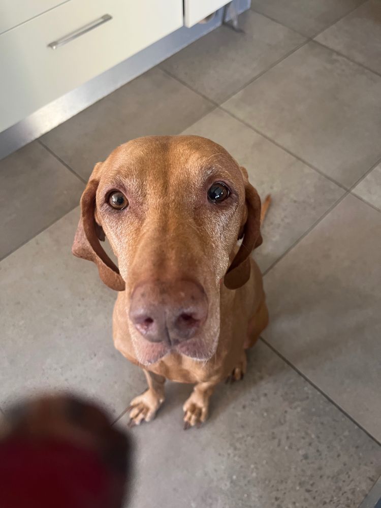 Lily looking longingly at food. (Lily is a good pup)