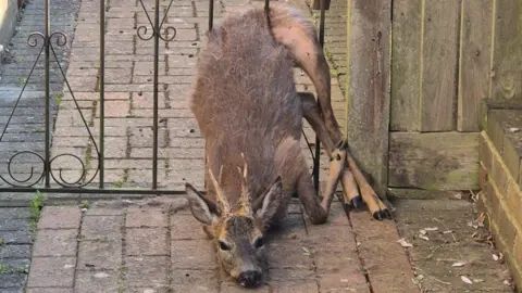 Foto de un ciervo atrapado entre las barras de una reja metalica