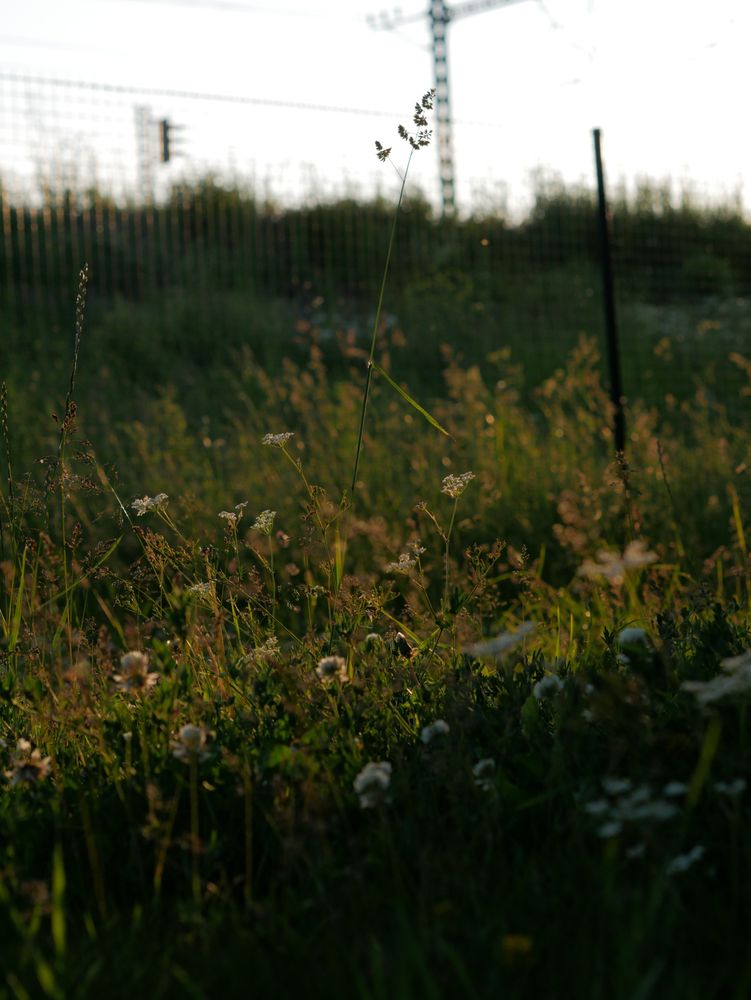 õhtuvalguses lõik kõrgest kõiksugusest murust ja erineva pikkusega taimedest, ees varjus, taga raudtee küngas ja aed