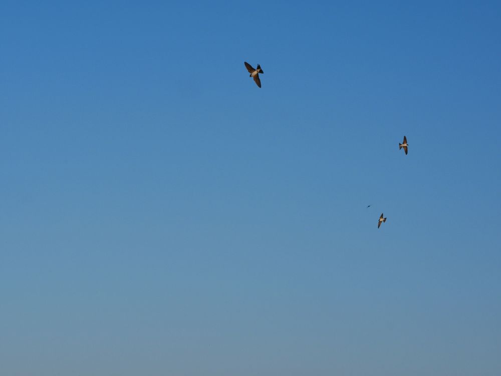 kolm kauget pisikest pääsukest, tiivad laiali, helesinine taevas