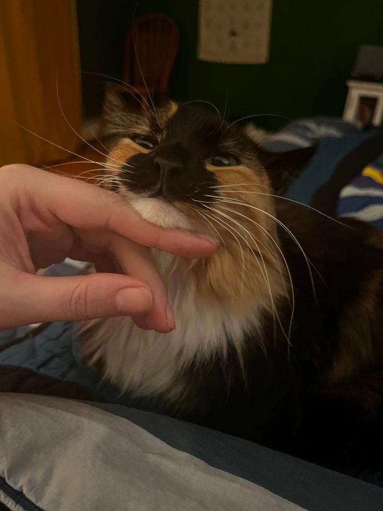 Middle age white lady hand for scale, giving the fluffy white calico Maine coon cat mix some scritchles under her white chin. This fluffy cat appears to be extremely tiny and in fact weighs seven pounds. She sits happily upon a quilt. Cat has whiskers entirely too large for her cute stupid face. 