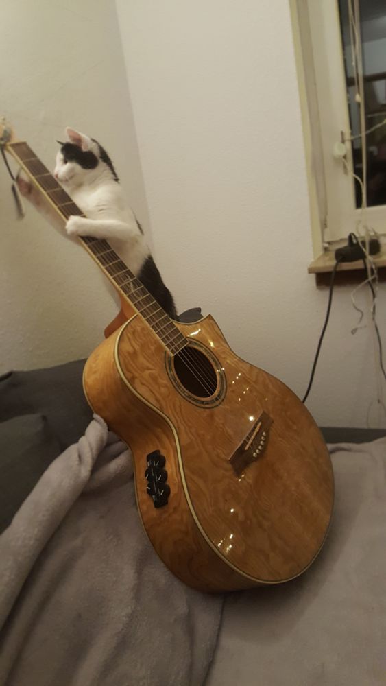 Josephine cat gets the guitar...