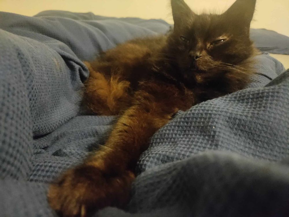 A black cat, lying on bed sheets with her paw outstretched towards the camera