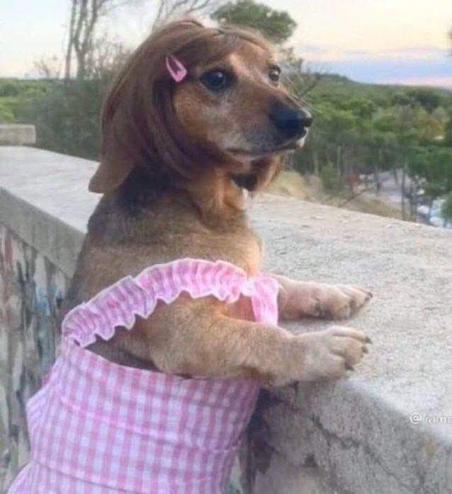Cão Dachshund de peruca, vestido rosa e presilha a apoiar-se, de pé, no parapeito de um muro pedregoso enquanto contempla a paisagem na direção do horizonte