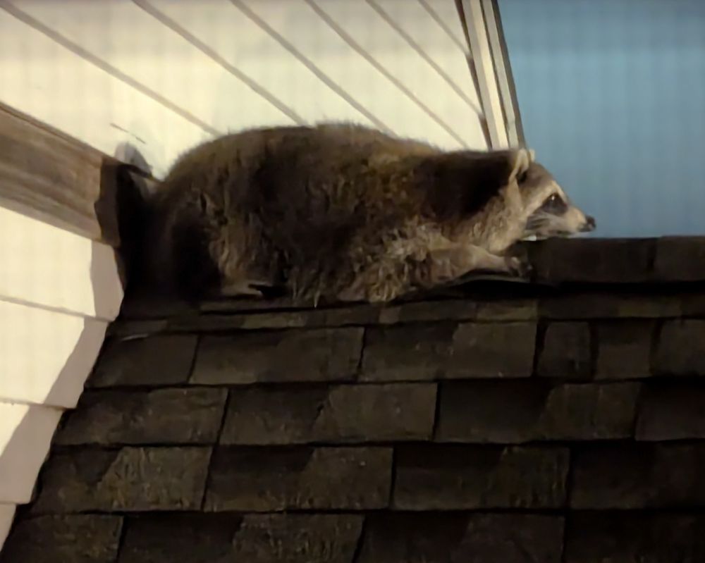 Night shot of a raccoon lying atop a roof on its belly. 