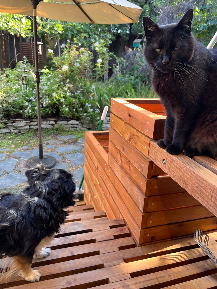 Photo: a small Black and Tan dog is standing on a slatted redwood deck looking away from the camera, while sitting above her to the right on a bench between matching planter boxes is a black cat looking at the camera.