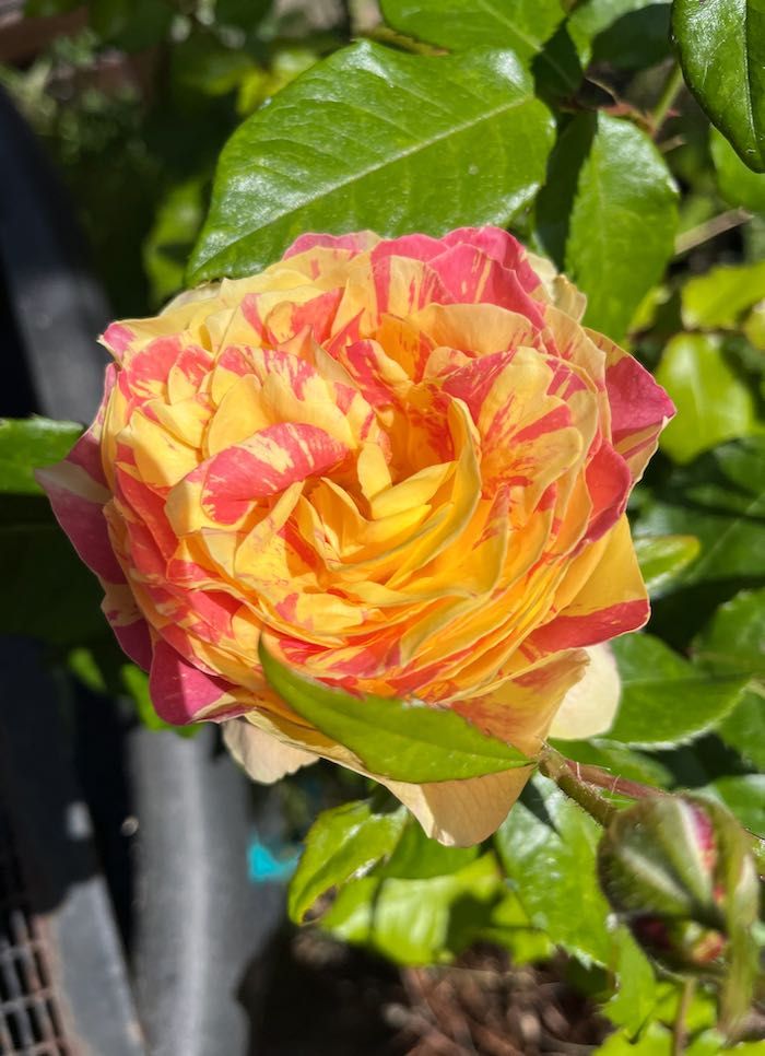 photo: close up of rose "Pop Art", a fully double bright yellow rose striped with spicy coral pink.