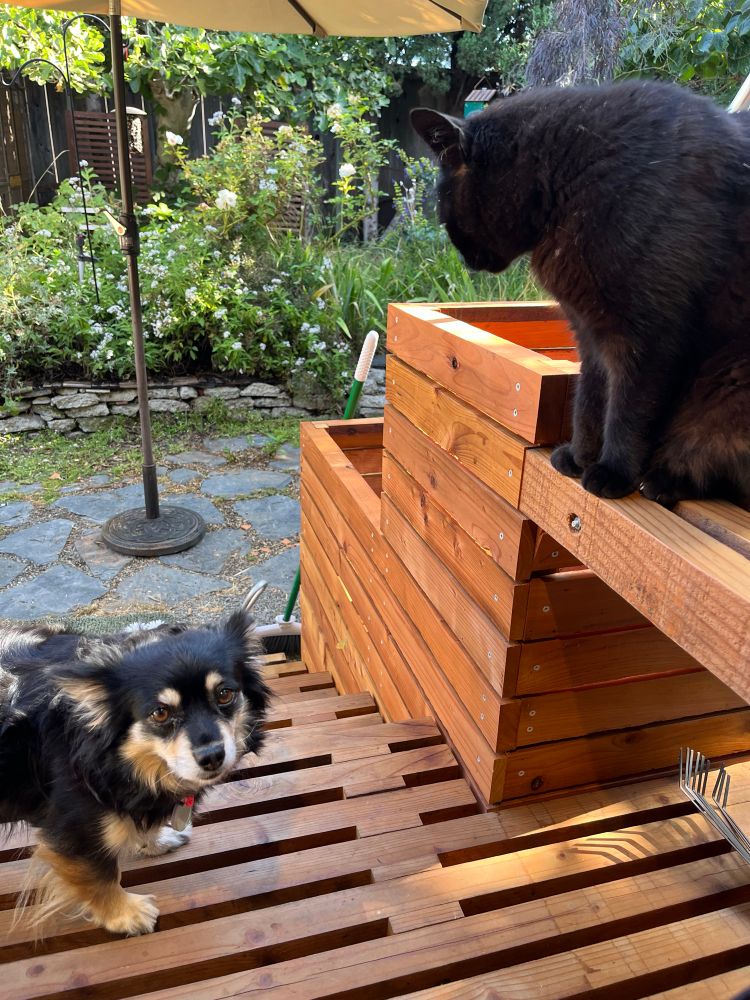 Photo: a small Black and Tan dog is standing on a slatted redwood deck looking sheepishly toward the camera, while sitting above her to the right on a bench between matching planter boxes is a black cat looking down at her.