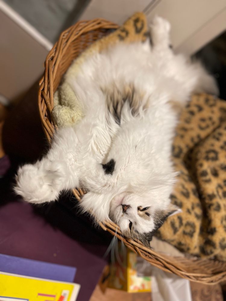 Fluffy tabby & white cat lounging in a basket of fuzzy blankets. 