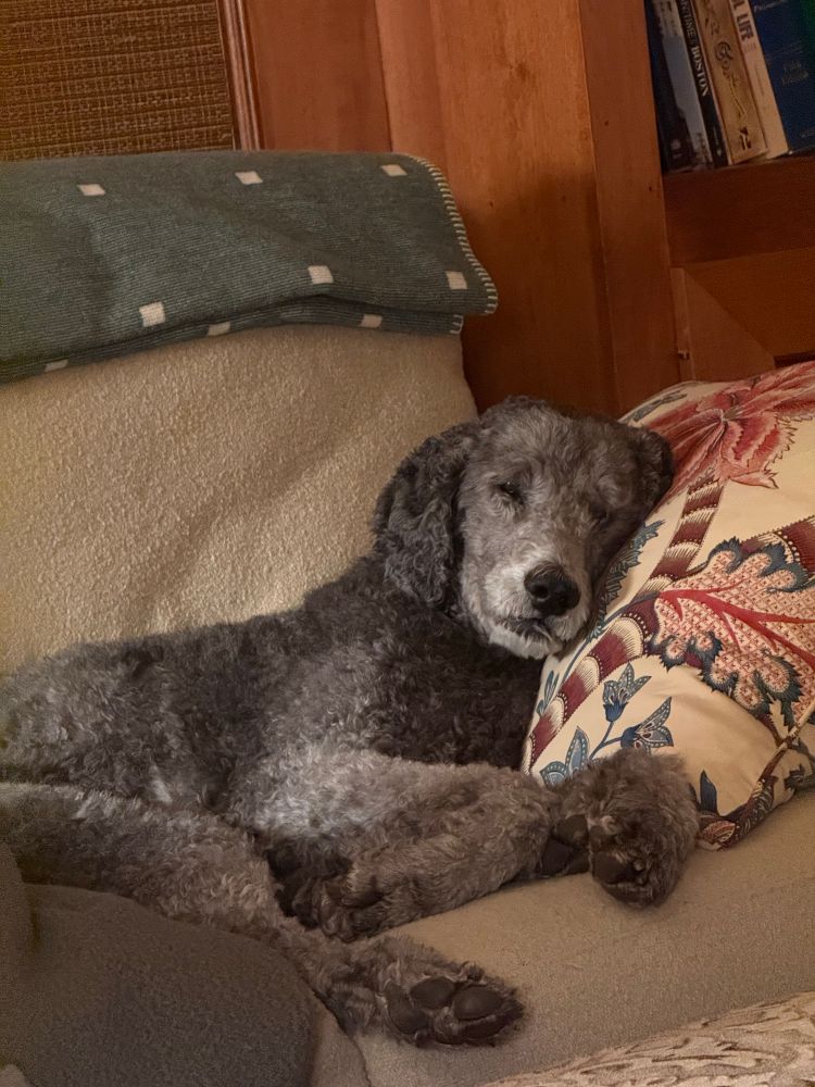 A silver poodle on the couch “sleeping”