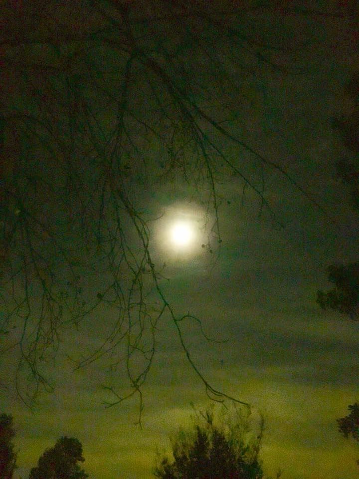 The moon shines over the tops of trees in a shadowy sky. 
