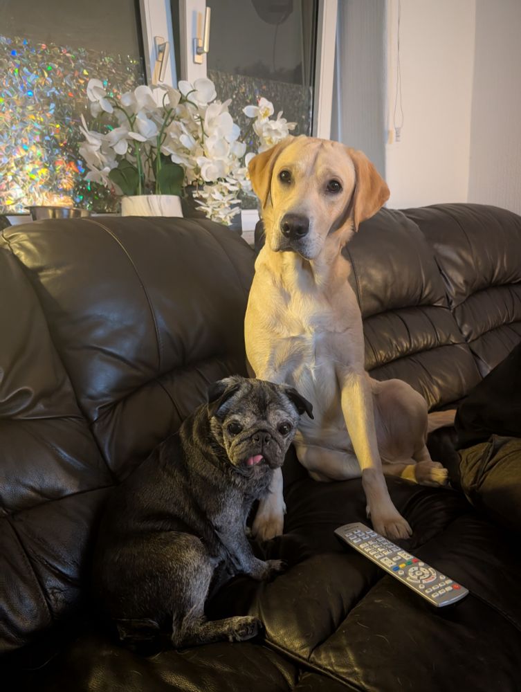 Black pug and a yellow Labrador sitting atop a couch looking cute