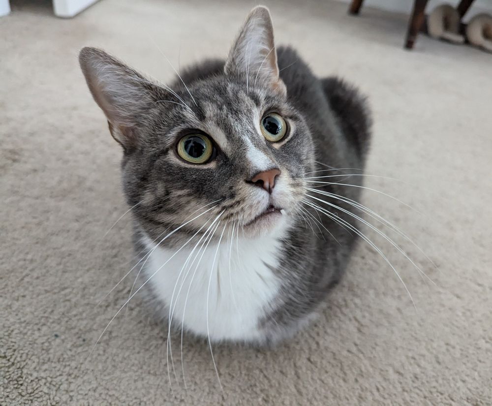 Cats loafing on carpet, looking to its left