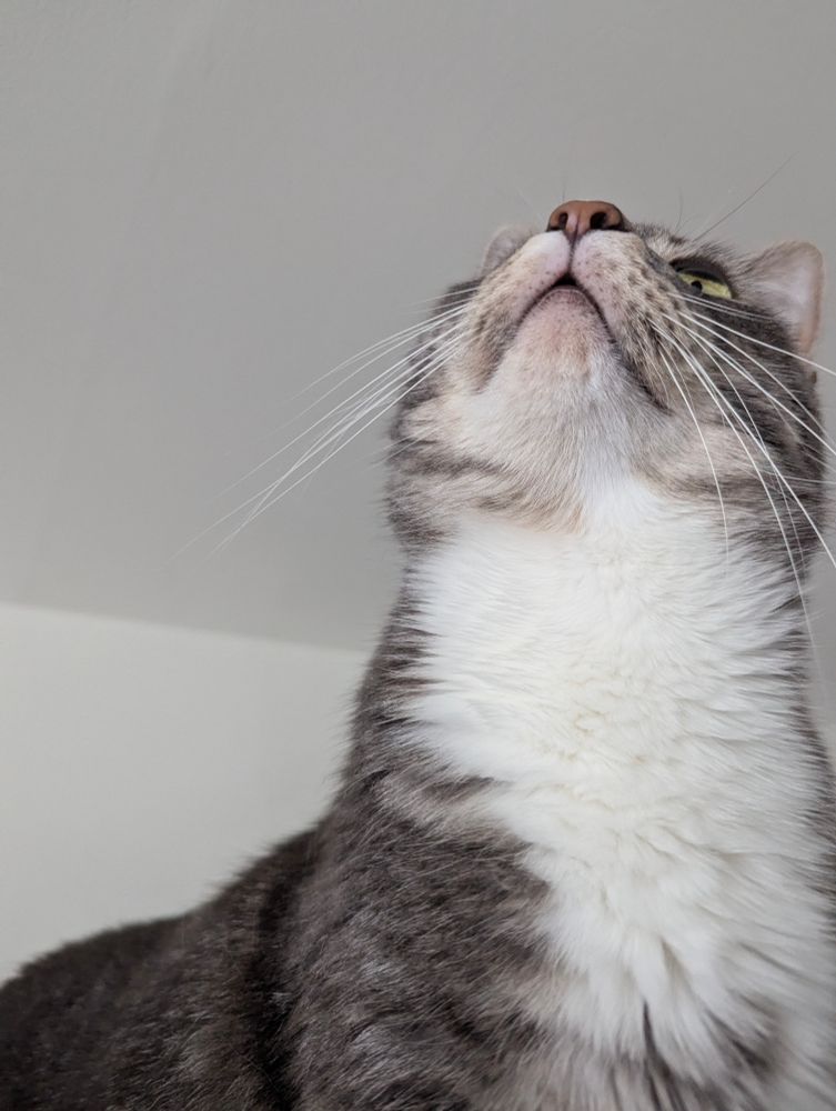 View of tabby cat's chin and whiskers 