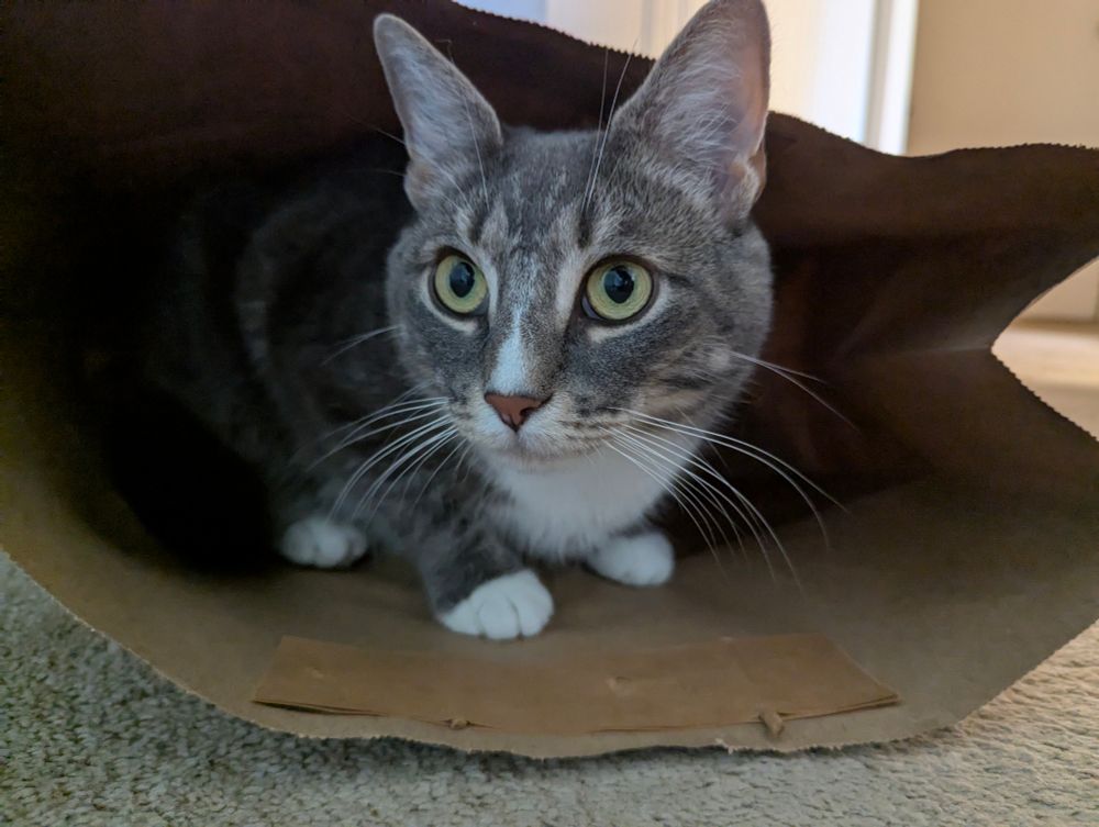 Tabby cat sitting in brown paper shopping bag