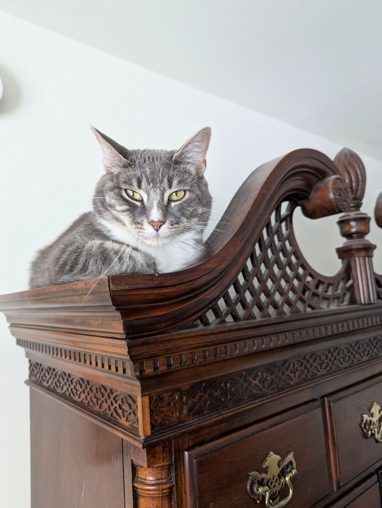 Tabby cat loafing on a highboy dresser 