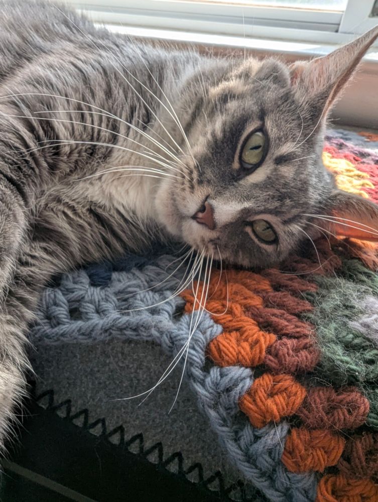 Whiskery cat laying on afghan