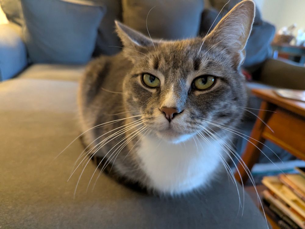 Tabby cat loafing on ottoman 