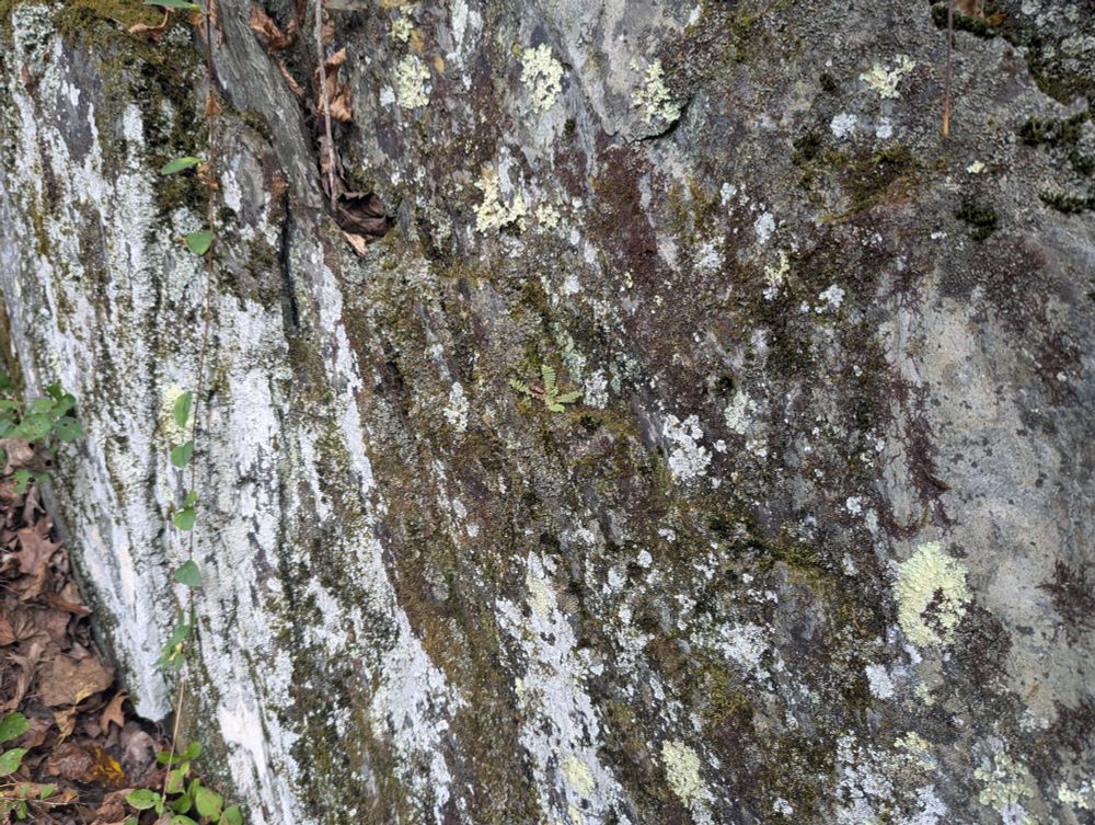 Full-fern view and difficult to see. A very small Asplenium growing on the face of a vertical rock face.