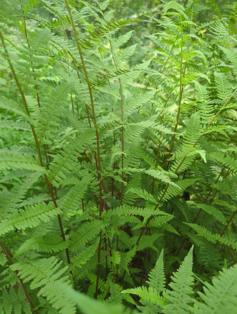 Partial colony view of a group of Lady fern (Athyrium filix-femina) showing distinctive red stipes