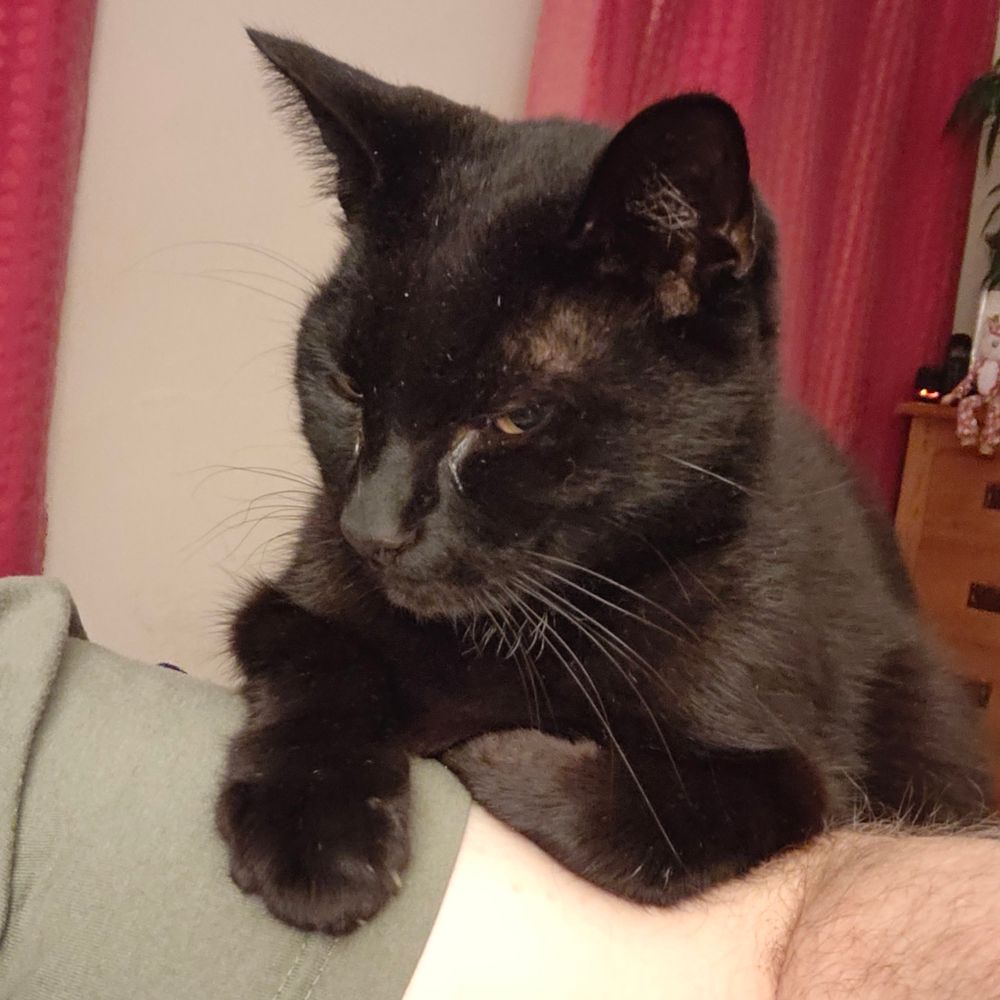 A small black cat looks very unimpressed with all humans.
