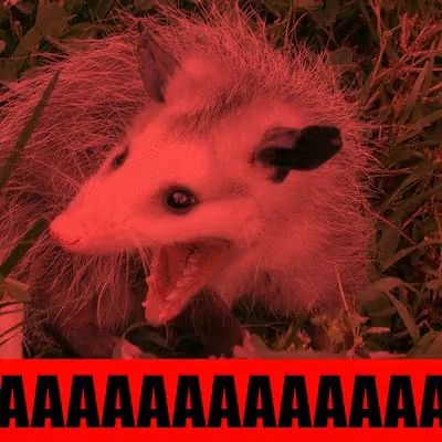 a picture of an opossum with its mouth open and a red background that says aaa