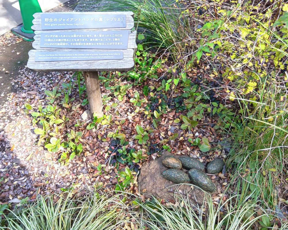 パンダの糞（レプリカ）と、解説

「パンダが通ったあとには糞が点々と落ち、長く留まったところには10個以上の糞が残ることもあります。糞を調べることで、１頭のパンダの行動範囲や、その地域の生息数などを知ることができます。」