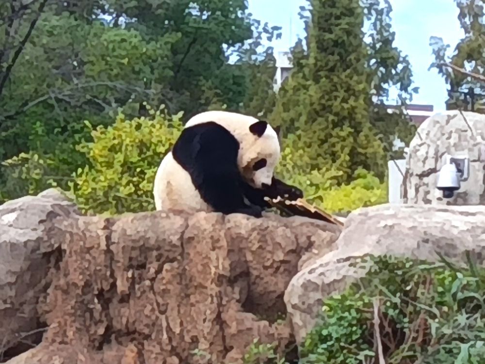 次に食べる竹を物色するシャオシャオ
（やはりボケボケ><）