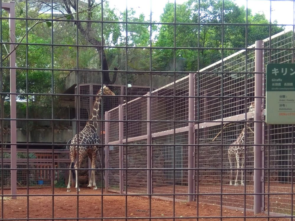 キリン
隣のケージのキリンが気になってしょうがないらしくて、ずっと柵の近くをウロウロしてる