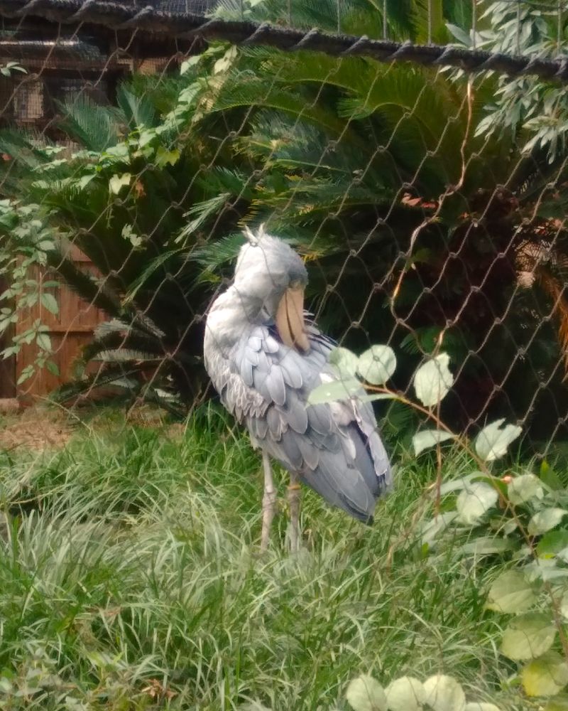 ハシビロコウ
念入りに羽繕い中