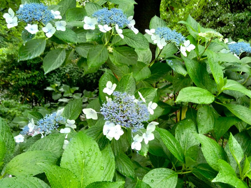 ガクアジサイ？
装飾花は白に近い水色、両性花はやや濃いめの水色、薄っすら紫がかった水色のものも