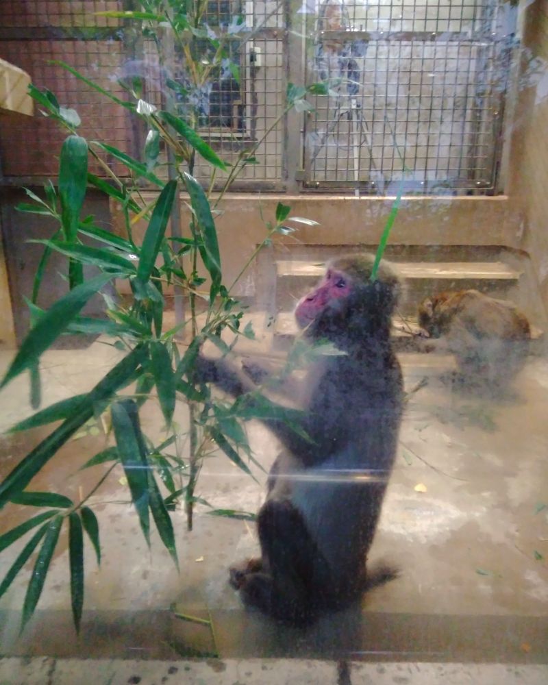 ニホンザル
室内に入って、ご飯タイム
真ん中で大きい笹を占有してるこの子は、ボスザルさん……？